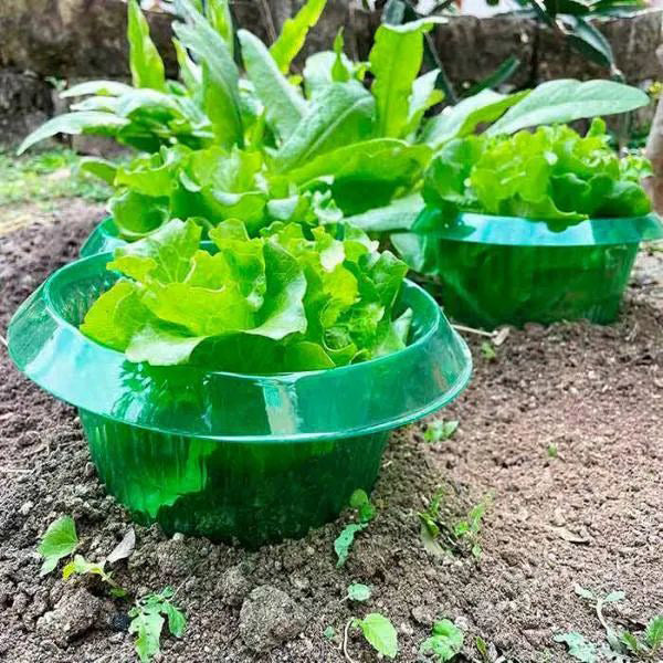 GreenGuard Rings (10 stuks) – Milieuvriendelijke groente tuin bescherming tegen ongedierte en slakken